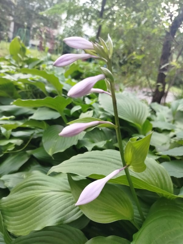 Minsk neighborhood: flowers, a lovebird, and street details