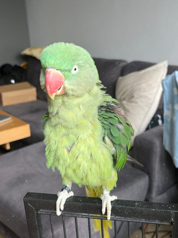Green ringneck parrot at home in Pazardzhik, Bulgaria