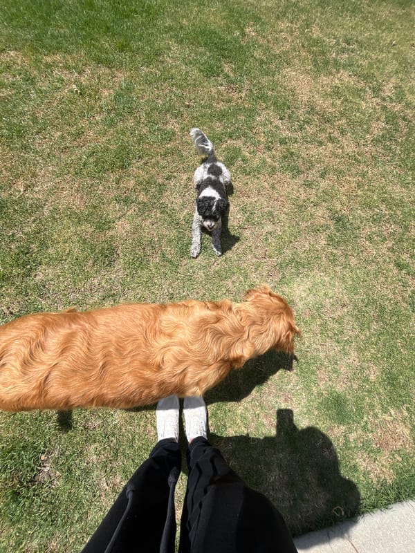 Person with two dogs spotted on lawn in Mexico