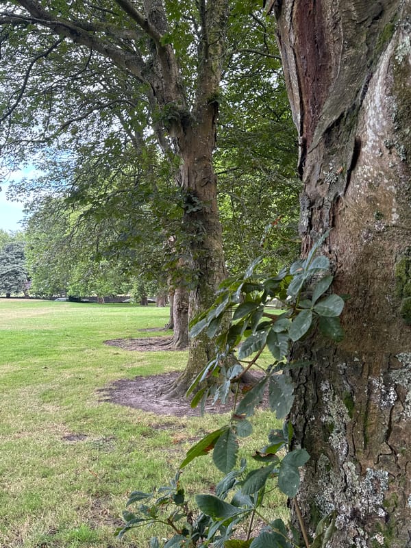 Afternoon in a Waterford park with a crowd gathering nearby