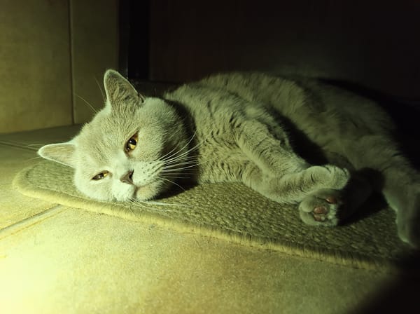British Shorthair cat at rest, plus Ternopil street scenes
