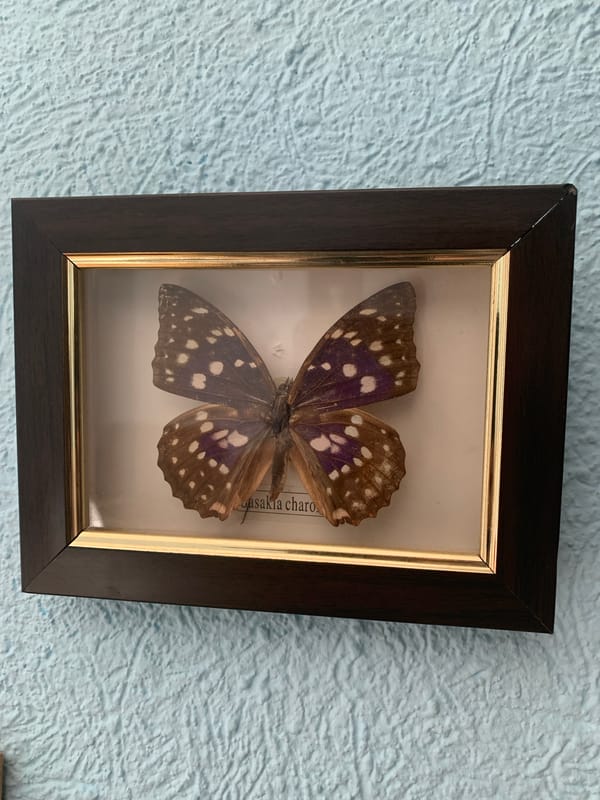 Cats, crafts, and keepsakes from a Petropavl home