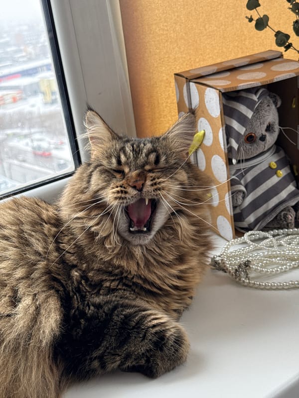 Cat yawns on windowsill in Izhevsk, Russia