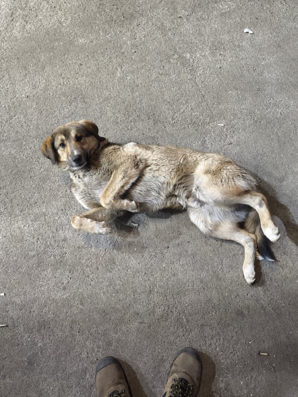 Dog enjoys belly rubs in casual moments in Burgas