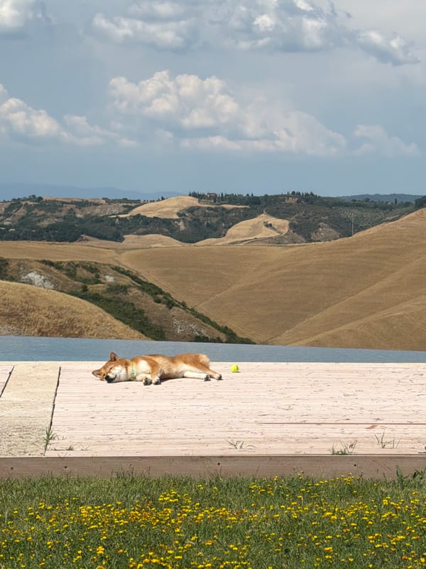 Shiba Inu napping on a sunny deck in Asciano