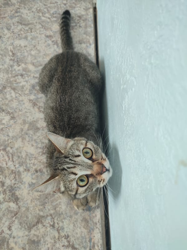 Tabby cat observed in multiple indoor settings over morning hours