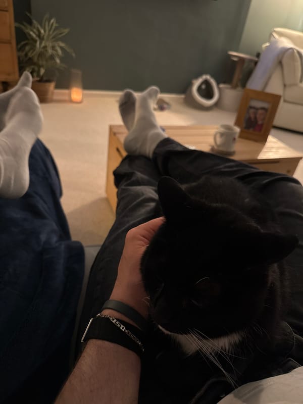 Evening Gaming Session With Cat Companion in East Suffolk