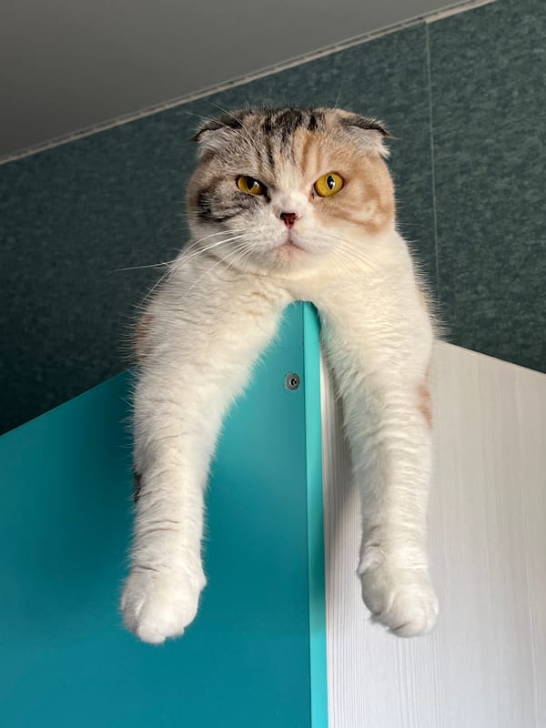 Cat and woman observed in Russian home setting