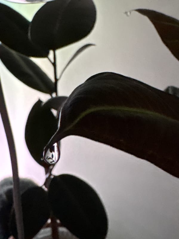 Water droplets photographed on plant leaves in Shushary