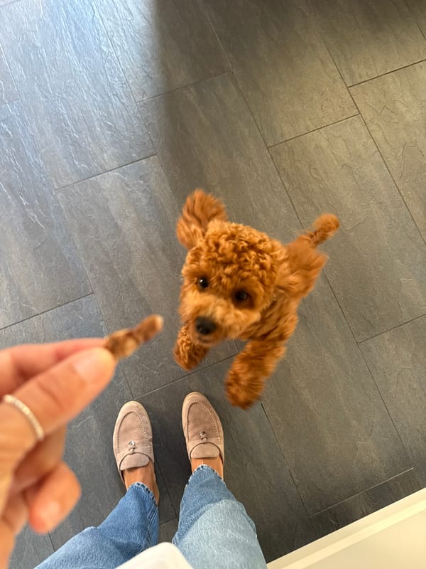 Quiet morning at home with a poodle and an iced drink