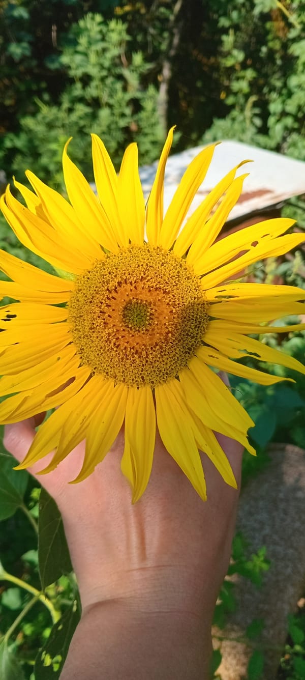 Pets, a sunflower, and an owl shirt — casual close-ups