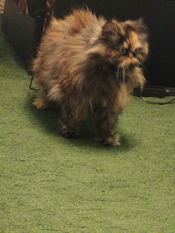 Fluffy brown tabby cat standing on a green carpet