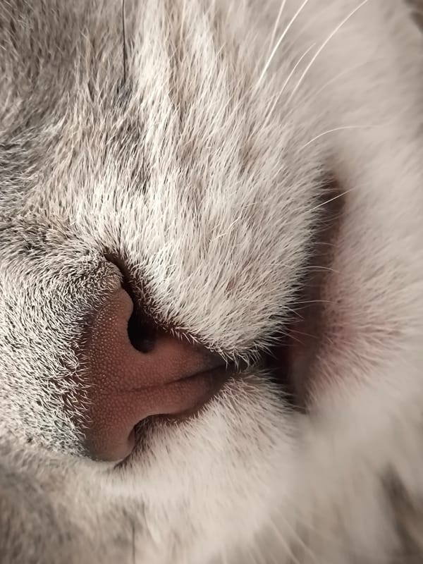 Grey tabby cat lounging, playing, and napping at home