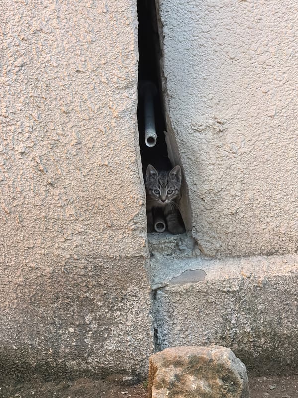 Cats spotted exploring concrete structures in urban Baku