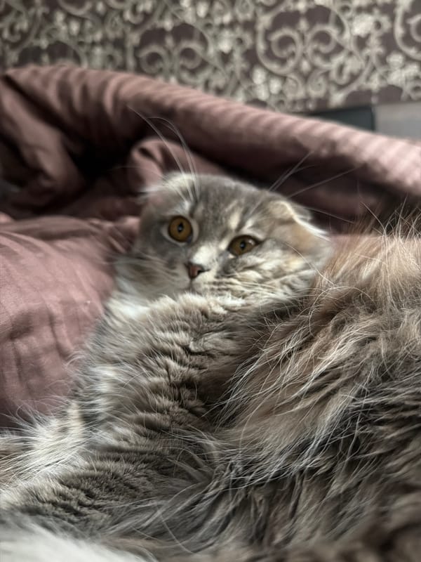 Scottish Fold cat's lazy afternoon at home in Ukraine