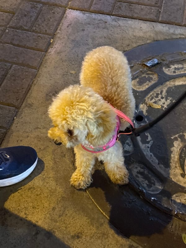 Dog walk and frozen yogurt stop in Miraflores