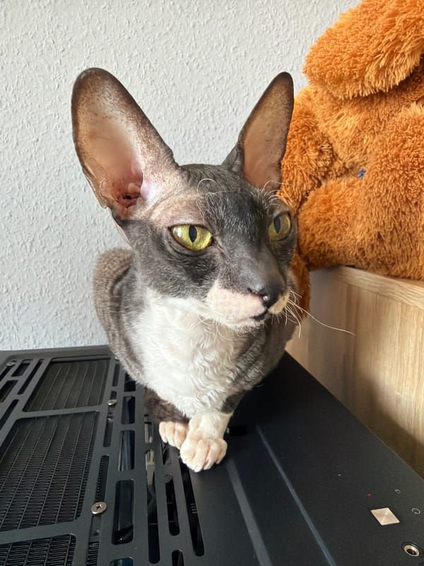 Cornish Rex cats hanging out in Yekaterinburg