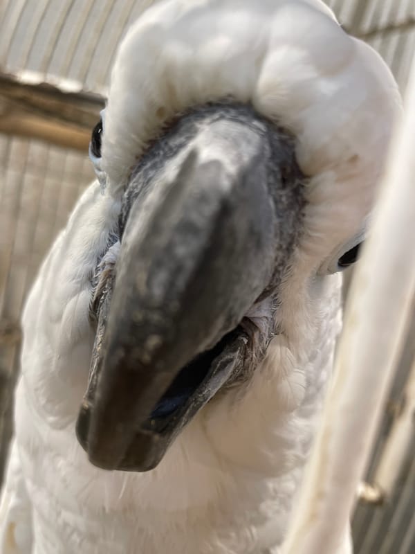 White cockatoo in a cage, close-up from every angle