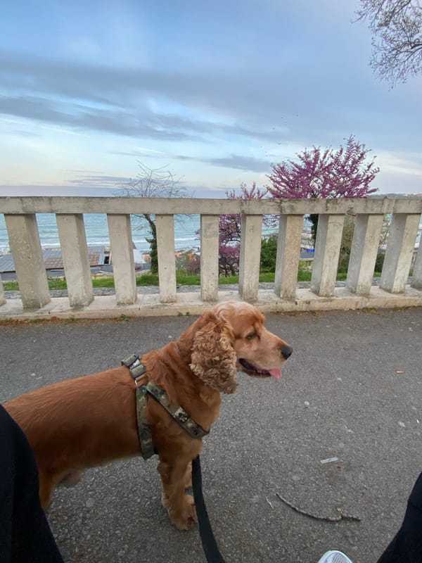 Dog walker enjoys evening stroll along Varna waterfront
