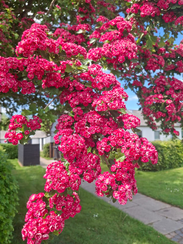 Spring blossoms documented at outdoor location, pink flowers observed