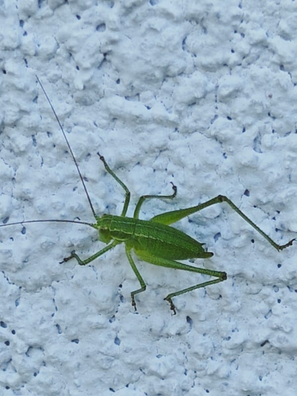 Morning insect activity documented in Bulgarian neighborhood