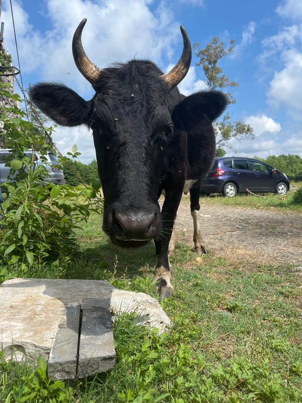 A slow morning in Ureki, cows and small moments
