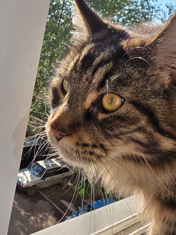Cats of Krasnoyarsk, plus a quick stop outside