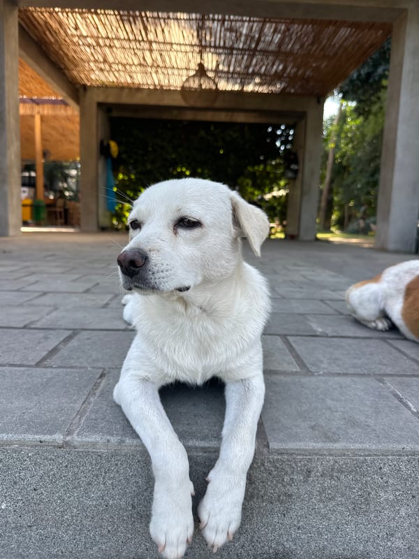 Two dogs at rest across a Balinese compound in Mengwi