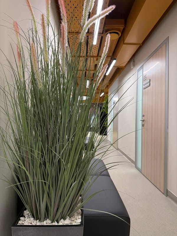 Indoor decorative plants observed in Izhevsk office space