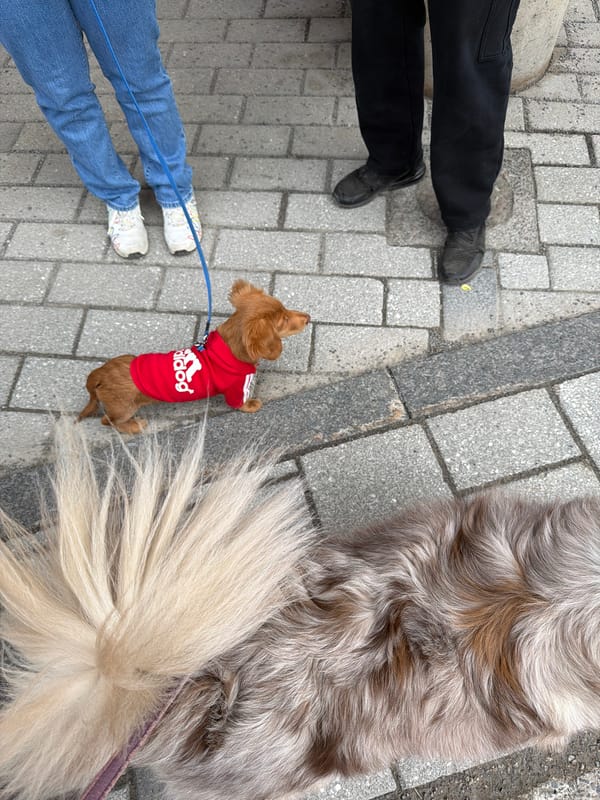 Man walks dog on Montreal sidewalk Saturday evening