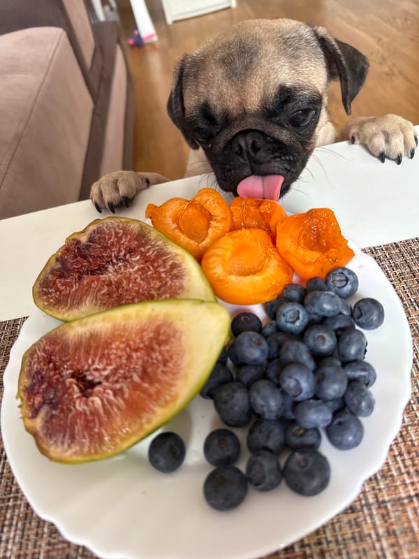Pug puppy goes after a plate of fresh fruit