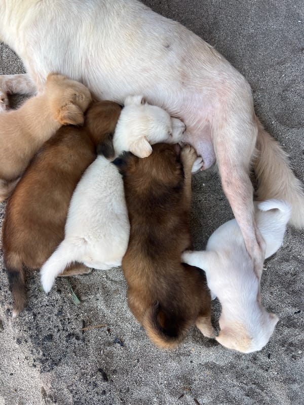 Mother dog nurses seven puppies in Karangasem, Indonesia