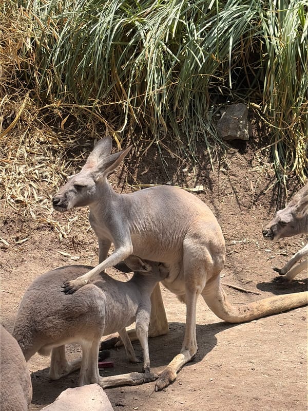 Visitor documents zoo animals during evening visit in Mexico