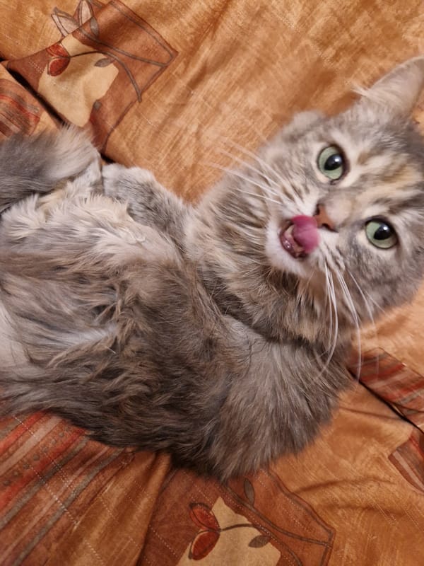 Cat and personal care products captured in Lovech moments