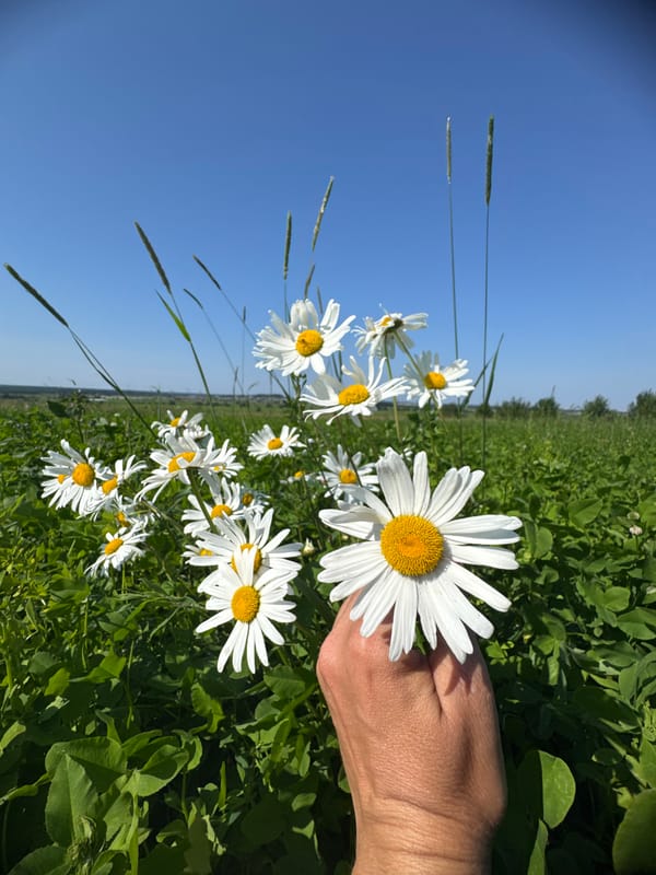 Daisy fields and grazing horses on a summer afternoon in Kaporskoe