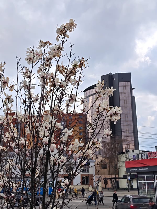 Spring blooms emerge in Vinnytsia under overcast skies