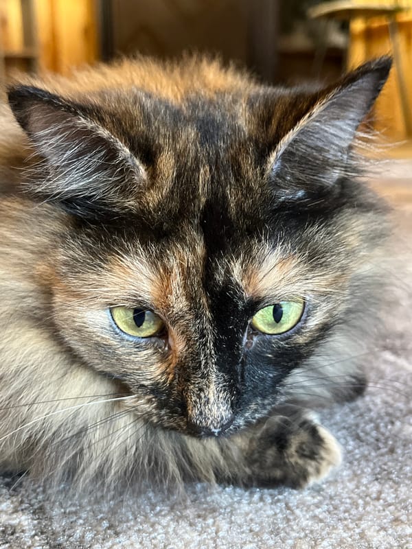 Tortoiseshell cat at home in Krasnoyarsk, Russia