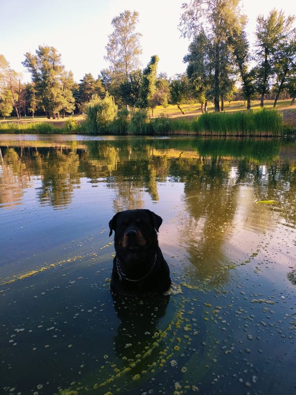 Rottweiler in murky reservoir water, Ukrainian countryside in bloom
