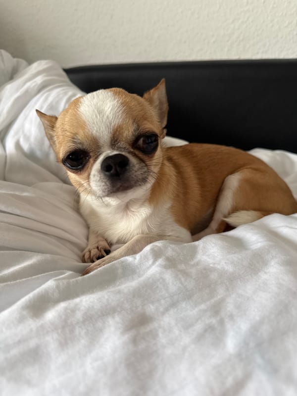 Chihuahua rests on white bedding in Berlin bedroom
