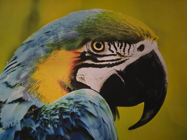 Macaw sighting and statue documentation recorded at same coordinates