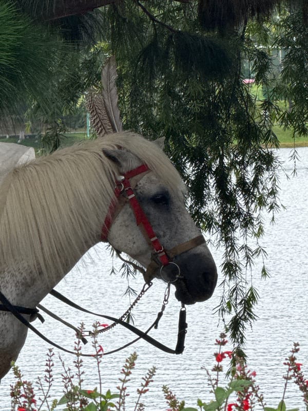 Morning scenes with horses and dogs documented in Da Lat