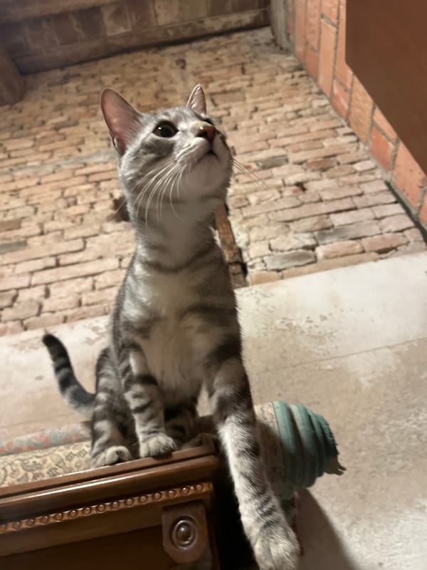 Grey tabby cat spotted on furniture in Villa Pasquali