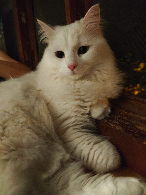 Fluffy white cat lounging on a windowsill in Odesa