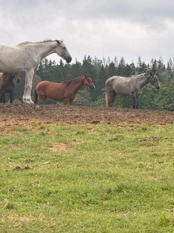 Horses on a muddy forest ridge in rural Lithuania