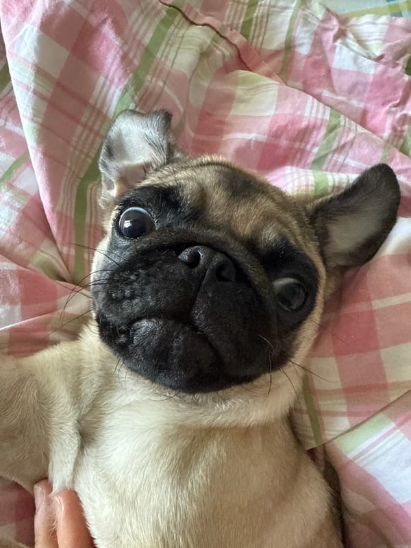 Pug puppy fully relaxed on plaid blankets