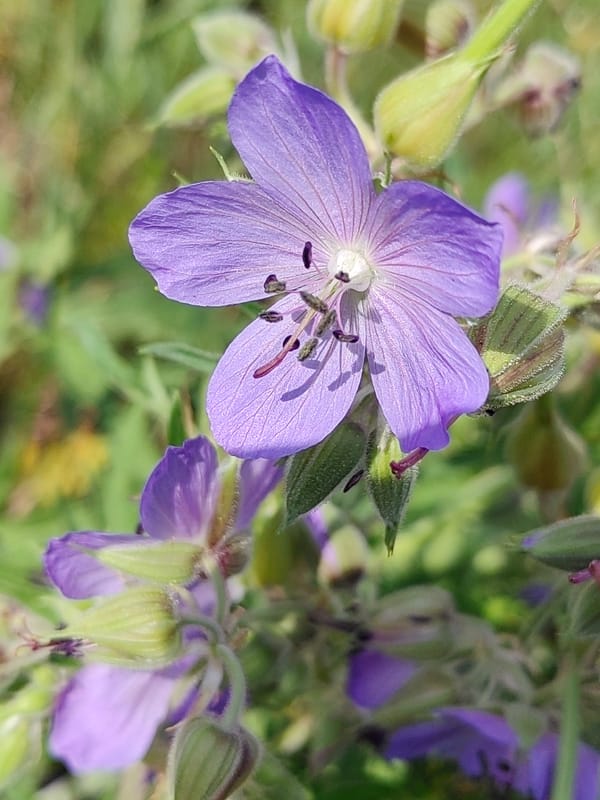 Wildflowers, insects, and a parked backhoe in Hrodna