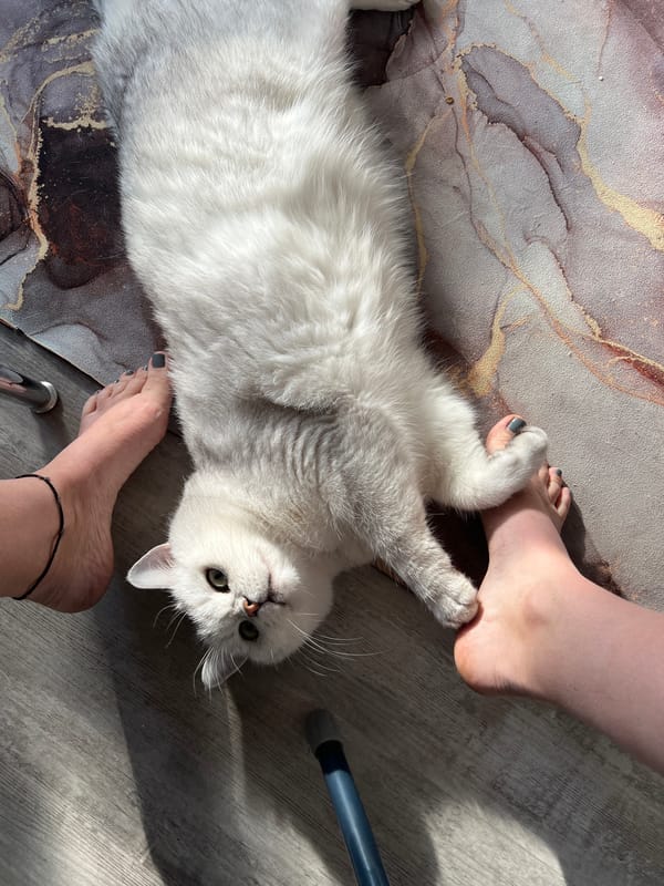 White Cat Lies Playfully Between Person's Bare Feet Indoors