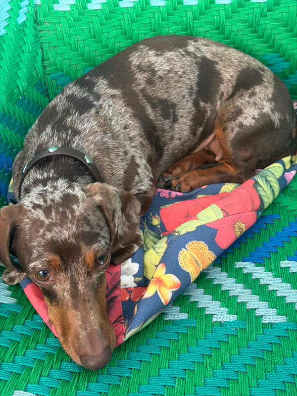 Dachshund rests at Milan café during evening hours