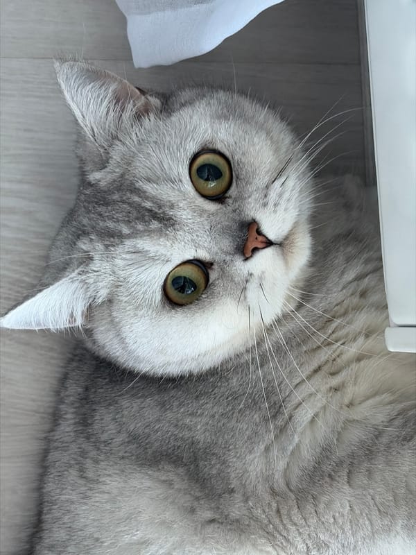 Gray tabby cat documented resting indoors in Izhevsk apartment
