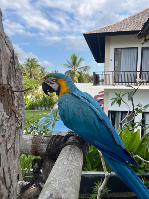Blue and gold macaw cracks open a coconut in Tegallalang